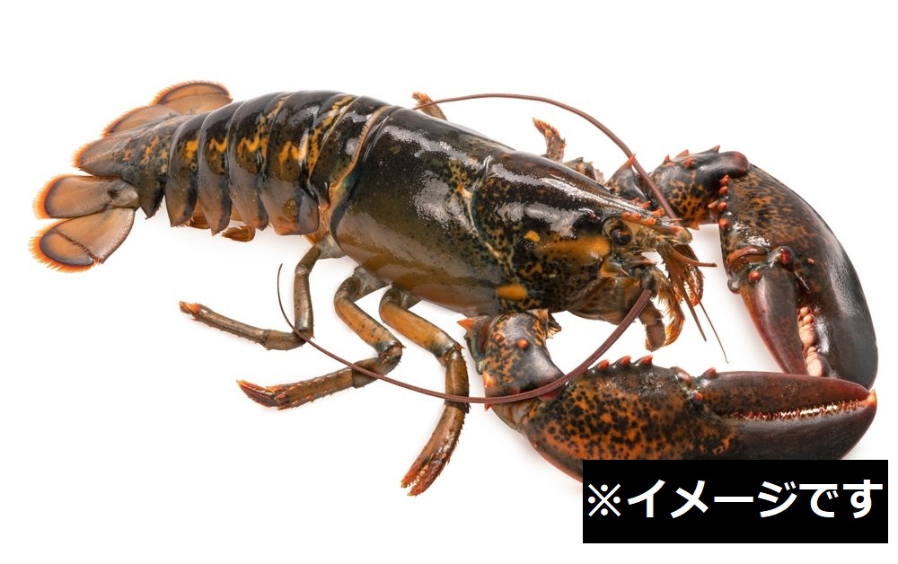 ロブスター(大)
